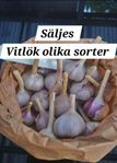 Vitlök , sättlök 