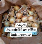 Potatislök,  sättlök