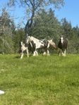 Irish Cob 