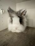 Mysiga Lionhead Kaniner Söker Nya Hem! 