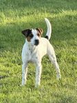 Jack Russell Terrier 