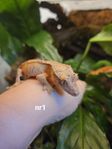 Ögonfransgecko Correlophus ciliatus