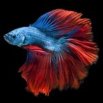 kampfisk Betta Splendens