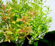 Hygrophila polysperma 'Sunset'  Akvarieväxt!