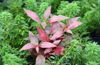 Alternanthera reineckii 'Red Ruby' Akvarieväxt