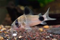 panda corydoras 