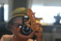 Ögonfransgecko , ögonfrans gecko + Tillbehör