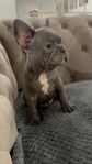 Fransk bulldog  Lilac ,hane Rocko Leverans klara 