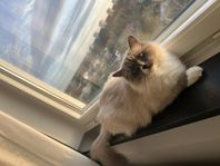 Bedårande Ragdoll katt