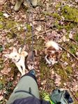 omplacering chihuahua mor och son