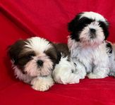 Shih-tzu, valpar med stamtavla. Flyttklara 20/12.