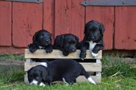 Cocker Spaniel / Borde collie valpar