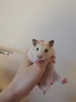 Hamster