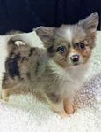 Chihuahua Pomeranian Papillon blandis tik valp