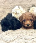 Underbara mini Cavapoo valpar