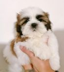 Shih tzu valp 