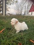 leveransklara maltipoo