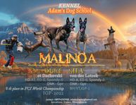 Belgian Shepherd Malinoa