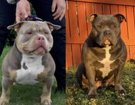 Renrasiga American Bully Valpar! (leveransklara)