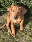 Rhodesian Ridgeback