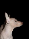 Nakna Xoloitzcuintle valpar