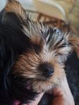 Yorkie silver valpar