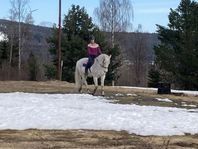 stallplats/ boxplats uthyres