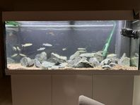 Juwel rio 240 liters akvarium