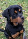 11 månaders Rottweiler tik