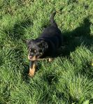 Rottweiler valpar leveransklara 8/11 