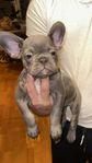 Fransk bulldog  Lilac ,hane Rocko Leverans klara 