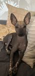 Mexikansk nakenhund liten (xoloitzcuintle)