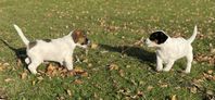 Jack Russell Terrier valpar - SKK registrerade