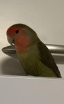 Agapornis roseicollis (dvägpapegoja) lovebird