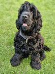 Cocker spaniel hane 