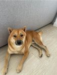 Shiba inu 3 år hane söker nytt hem