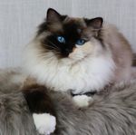 Ragdoll tjejer stamtavla Sverak