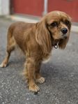 Cavalier king Charles 