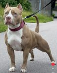 American Bully  XL valpar