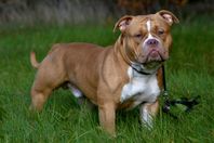 american Bully standard 