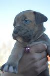 Fina Cane Corso blandrasvalpar.