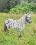 British spotted pony 8-årig kelgris söker nytt hem