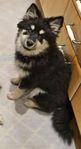 Finsk Lapphund