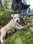 American Staffordshire terrier valpar fr Annica Ninas kennel