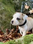 American Staffordshire terrier valpar fr Annica Ninas kennel