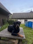 3 years old Male Rottweiler 