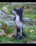 Chinese Crested hanvalp