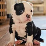 Olde English Bulldog valpar!