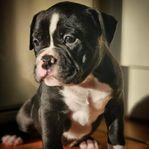 Olde English Bulldog valpar!