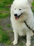 Samojed